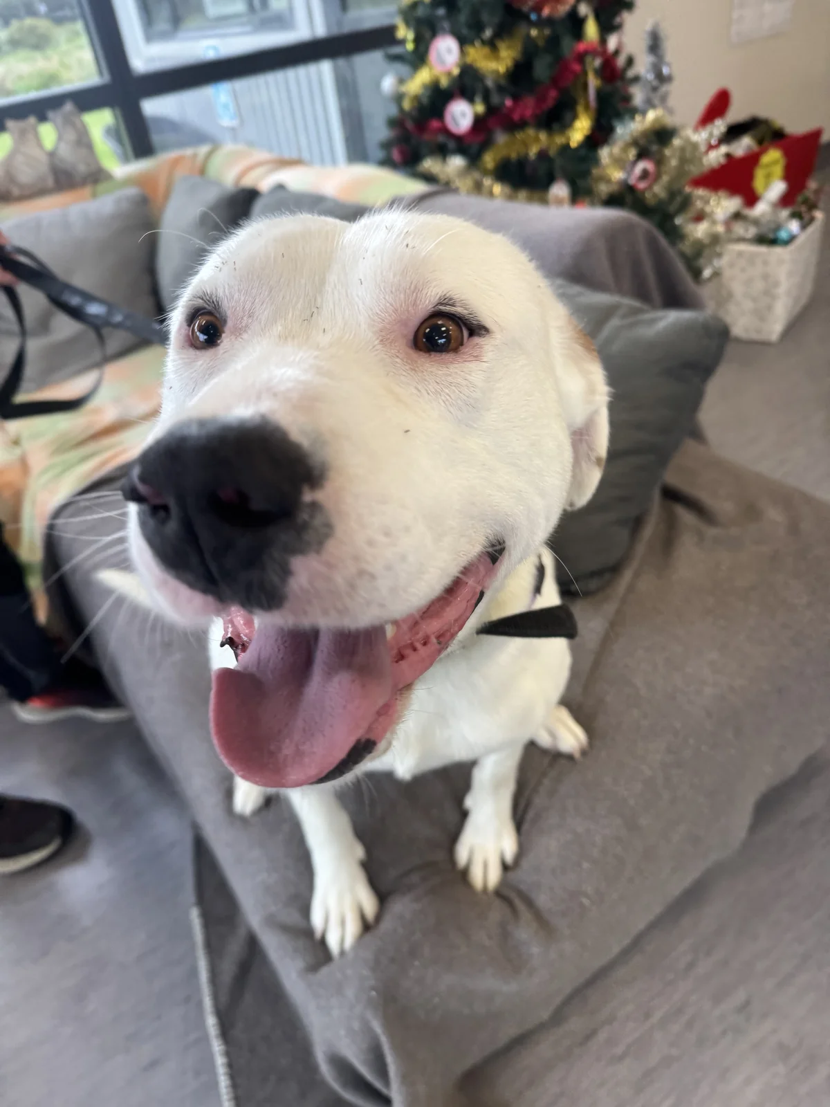 Gallery image: Juice