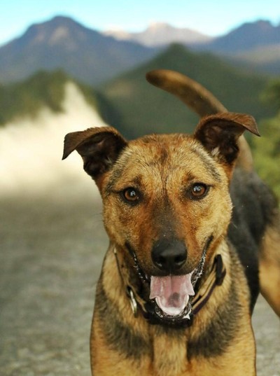 Lena - Medium Cross Breed