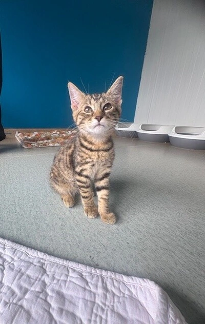 Max - Domestic Short Hair