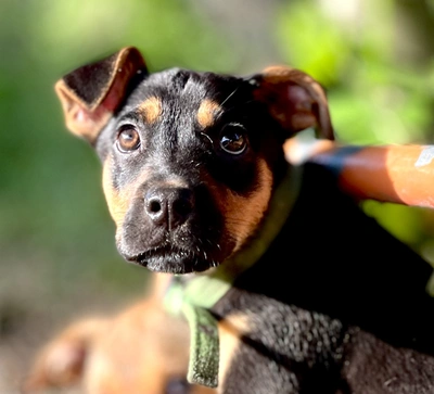 Jesse - Medium Cross Breed