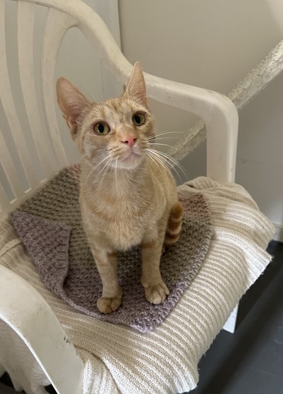 Cranberry - Domestic Short Hair