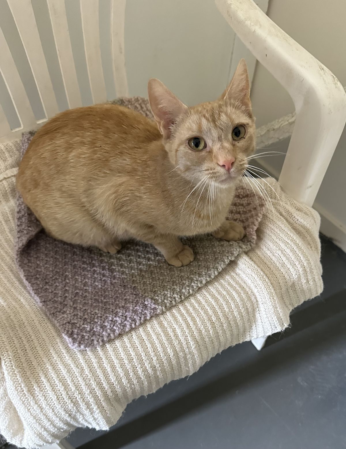 Gallery image: Cranberry