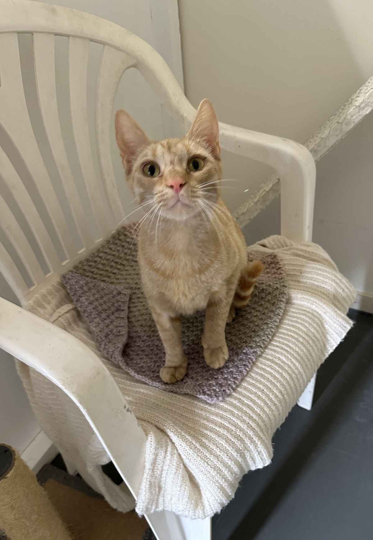 Gallery image: Cranberry