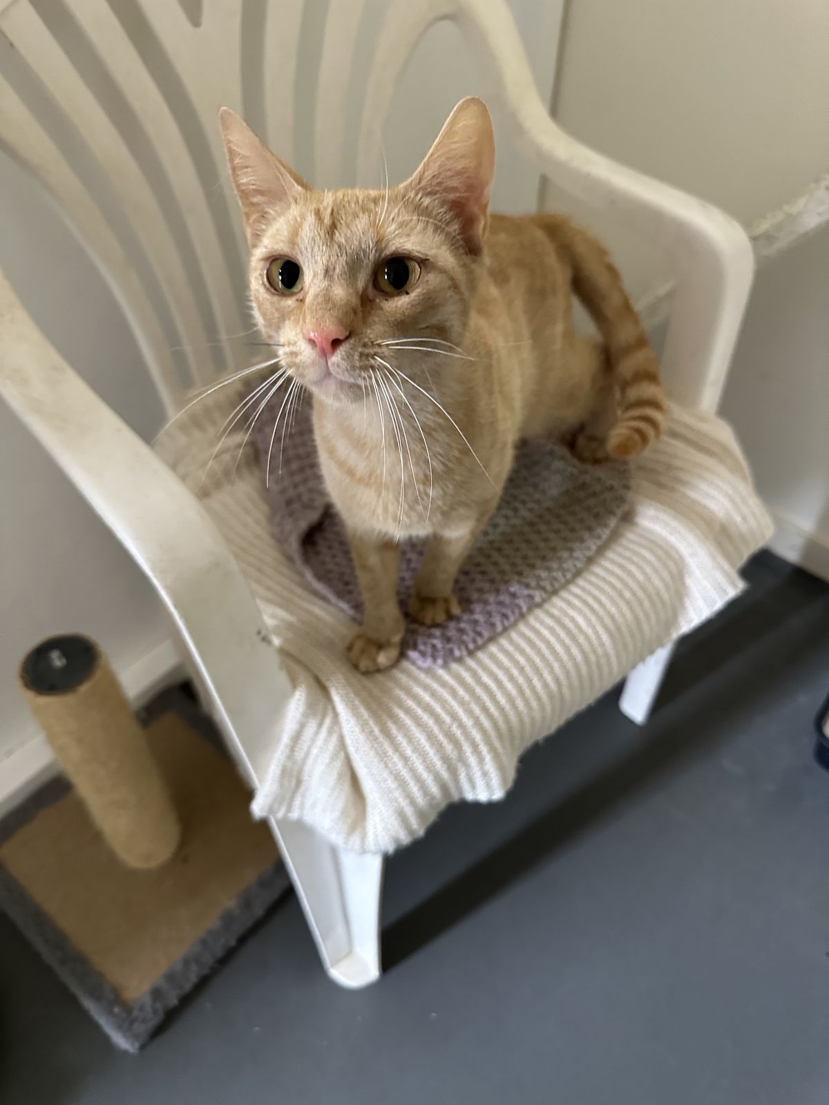 Gallery image: Cranberry