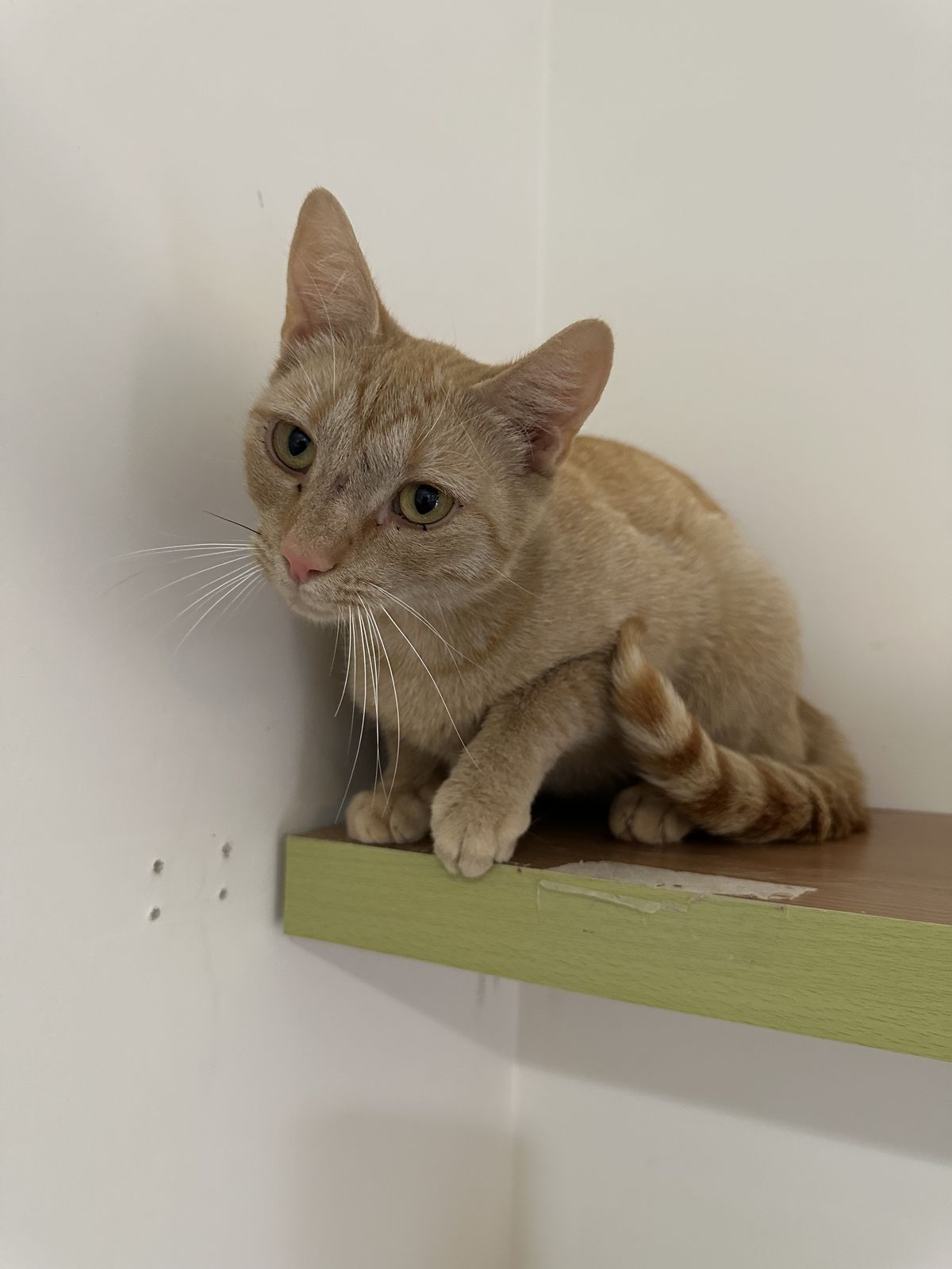 Gallery image: Cranberry