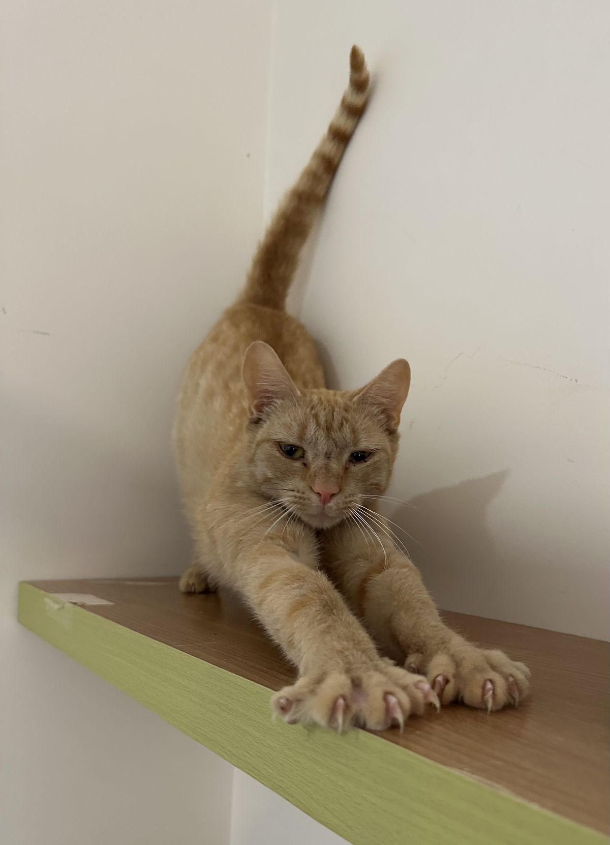 Gallery image: Cranberry