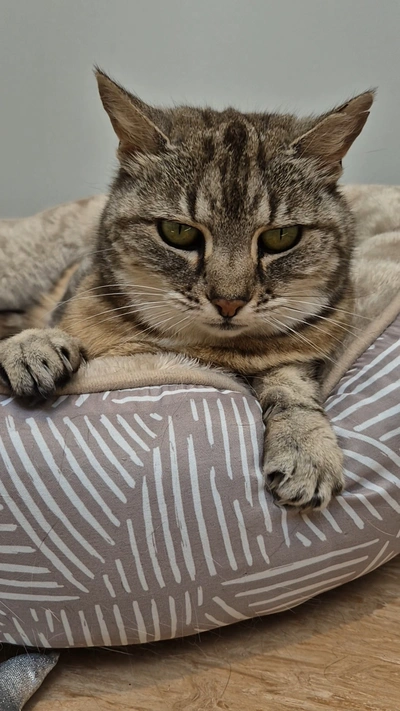 Grumblebee - Domestic Short Hair