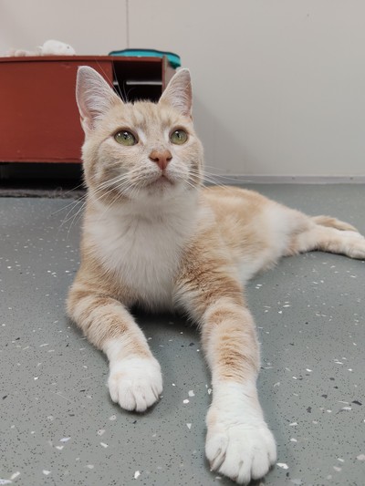 Butters - Domestic Short Hair