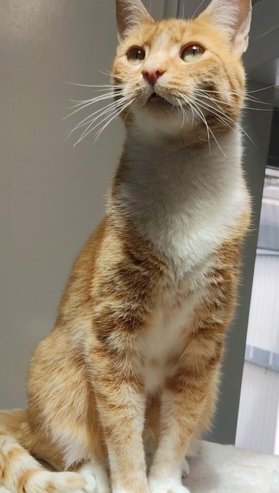 Gage - Domestic Short Hair