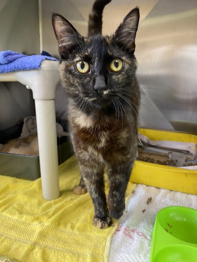 Bell - Domestic Short Hair