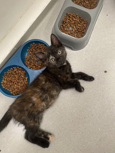 Mila - Domestic Short Hair