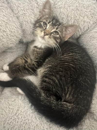 Bean - Domestic Short Hair