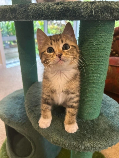 Belle - Domestic Short Hair