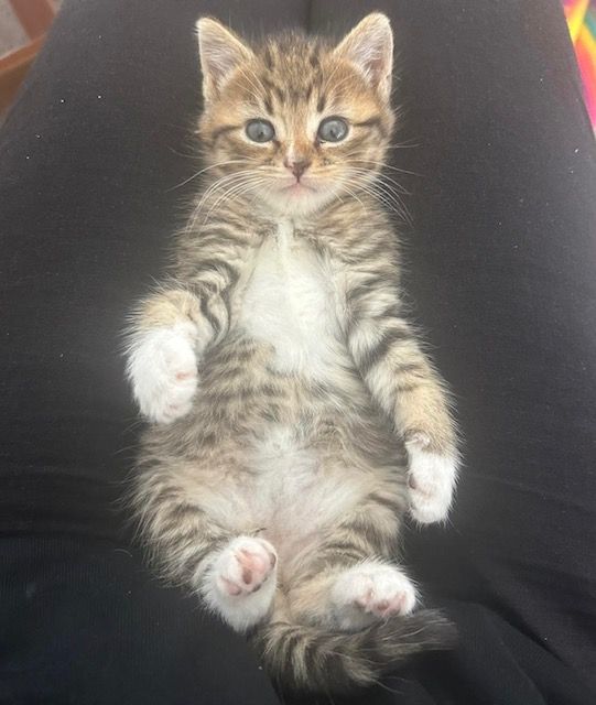 Gallery image: Belle