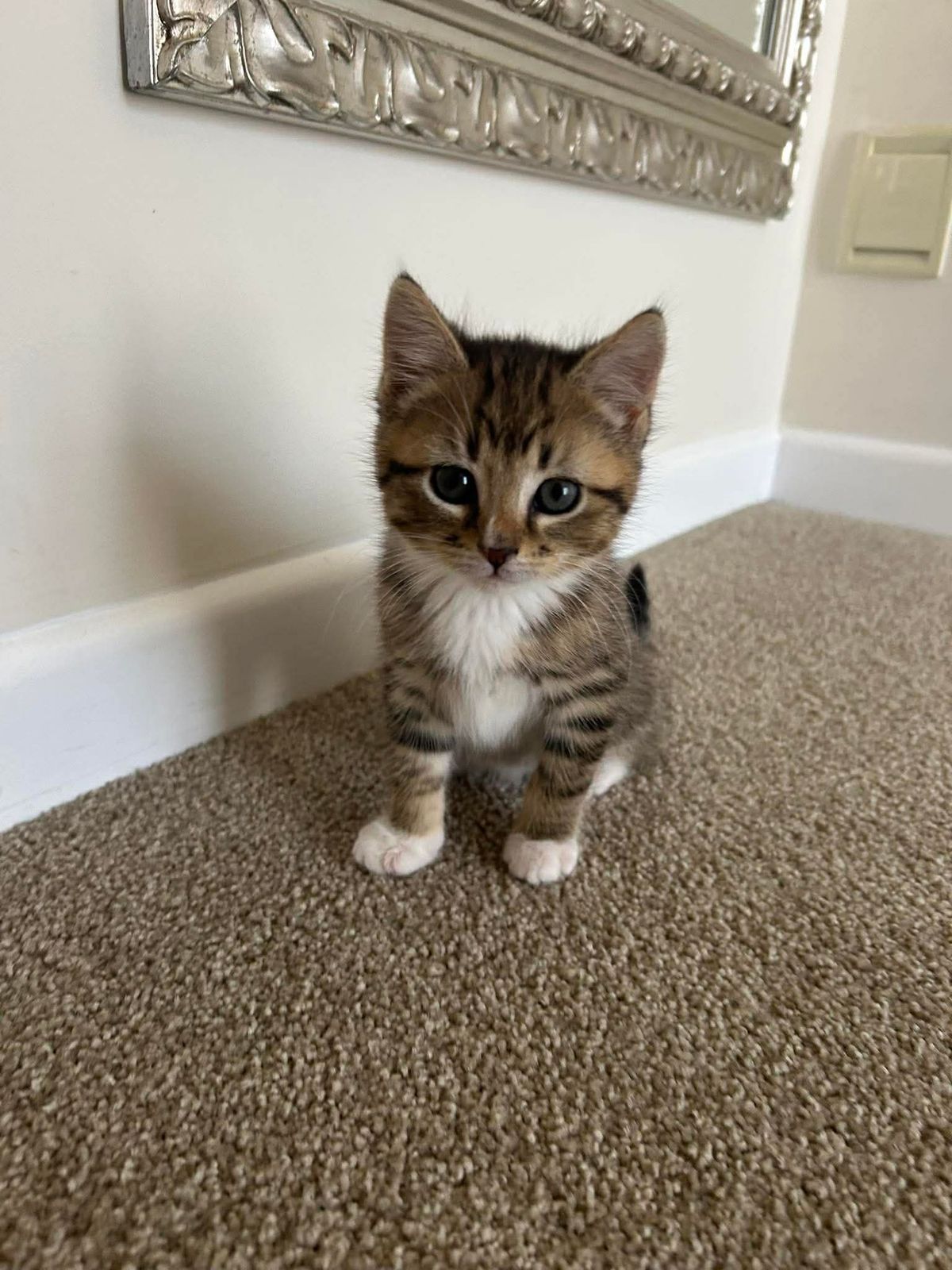 Gallery image: Belle