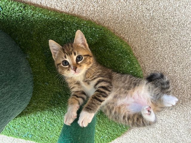 Gallery image: Belle