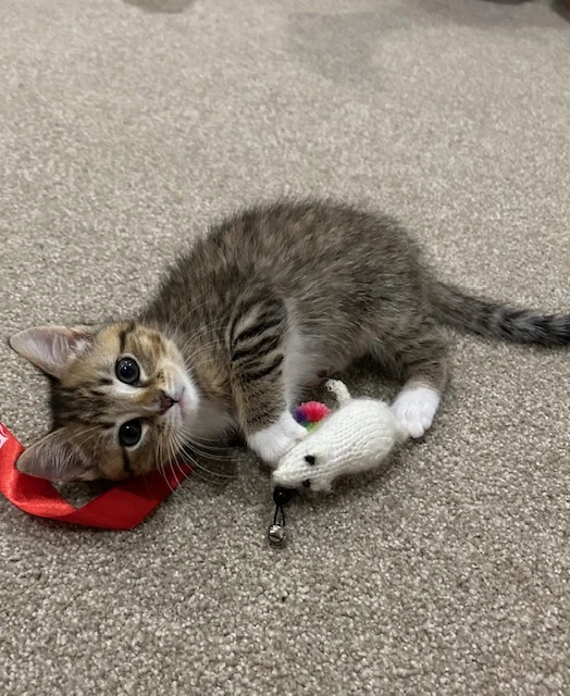 Gallery image: Belle