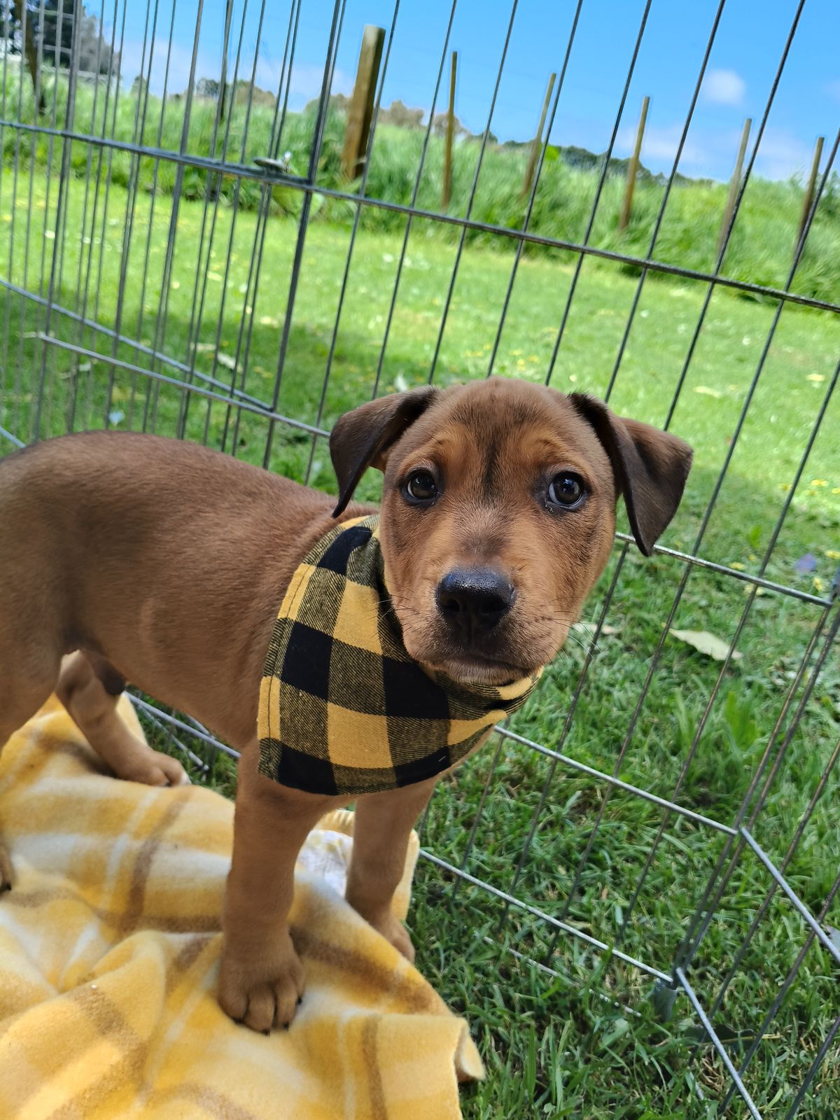 Gallery image: Thorn