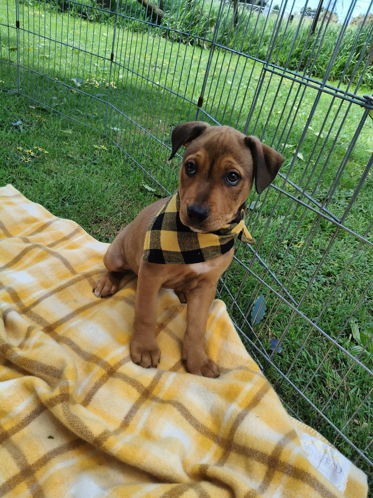 Gallery image: Thorn