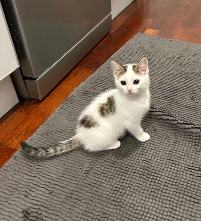 Cookie - Domestic Short Hair