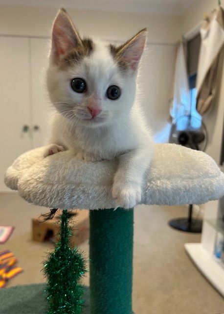 Gallery image: Cookie