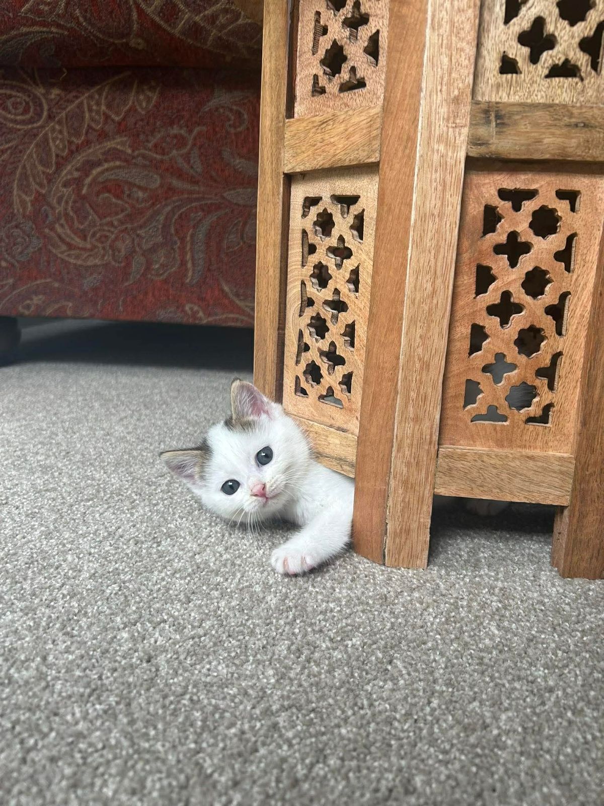 Gallery image: Cookie