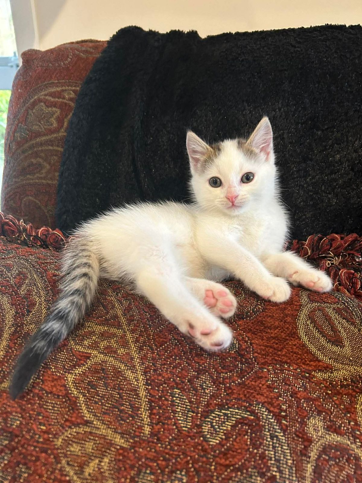 Gallery image: Cookie