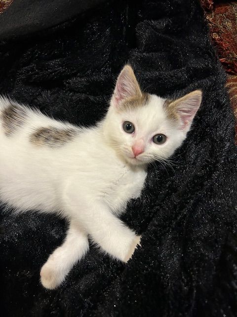 Gallery image: Cookie