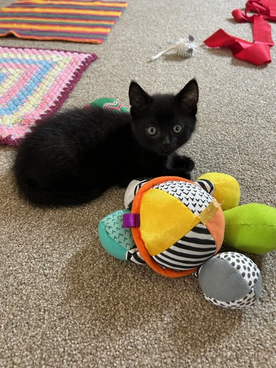 Teddy - Domestic Short Hair