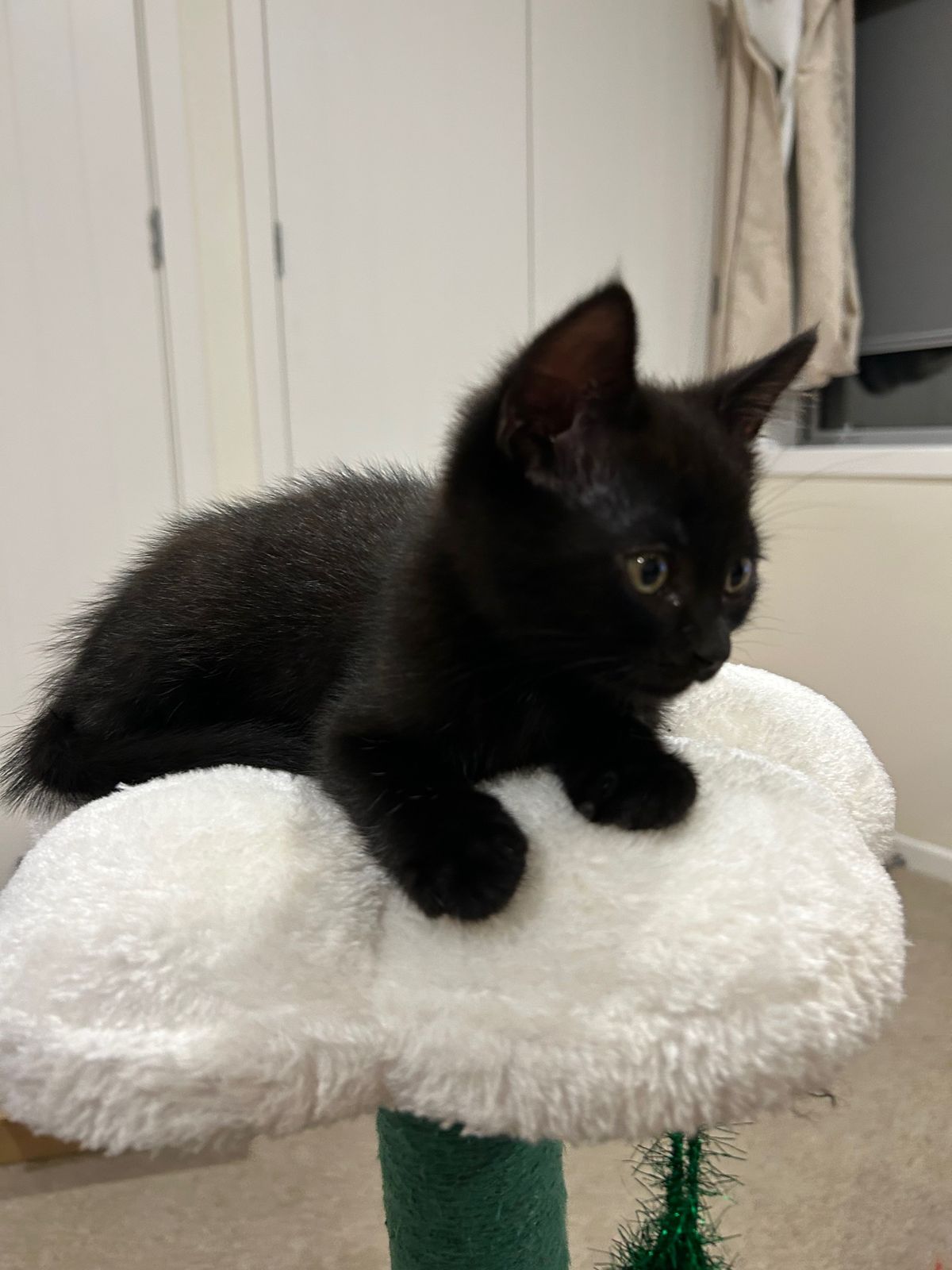 Gallery image: Teddy