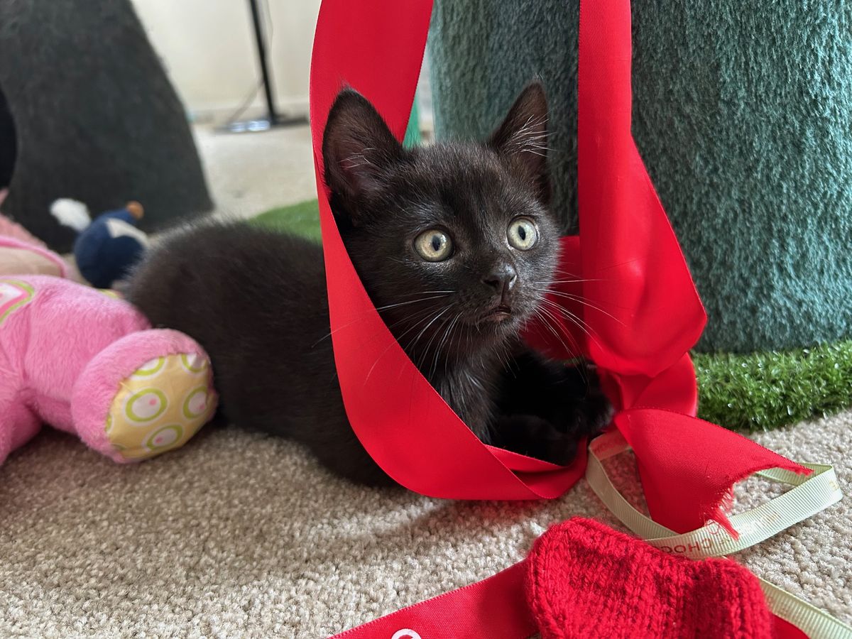 Gallery image: Teddy