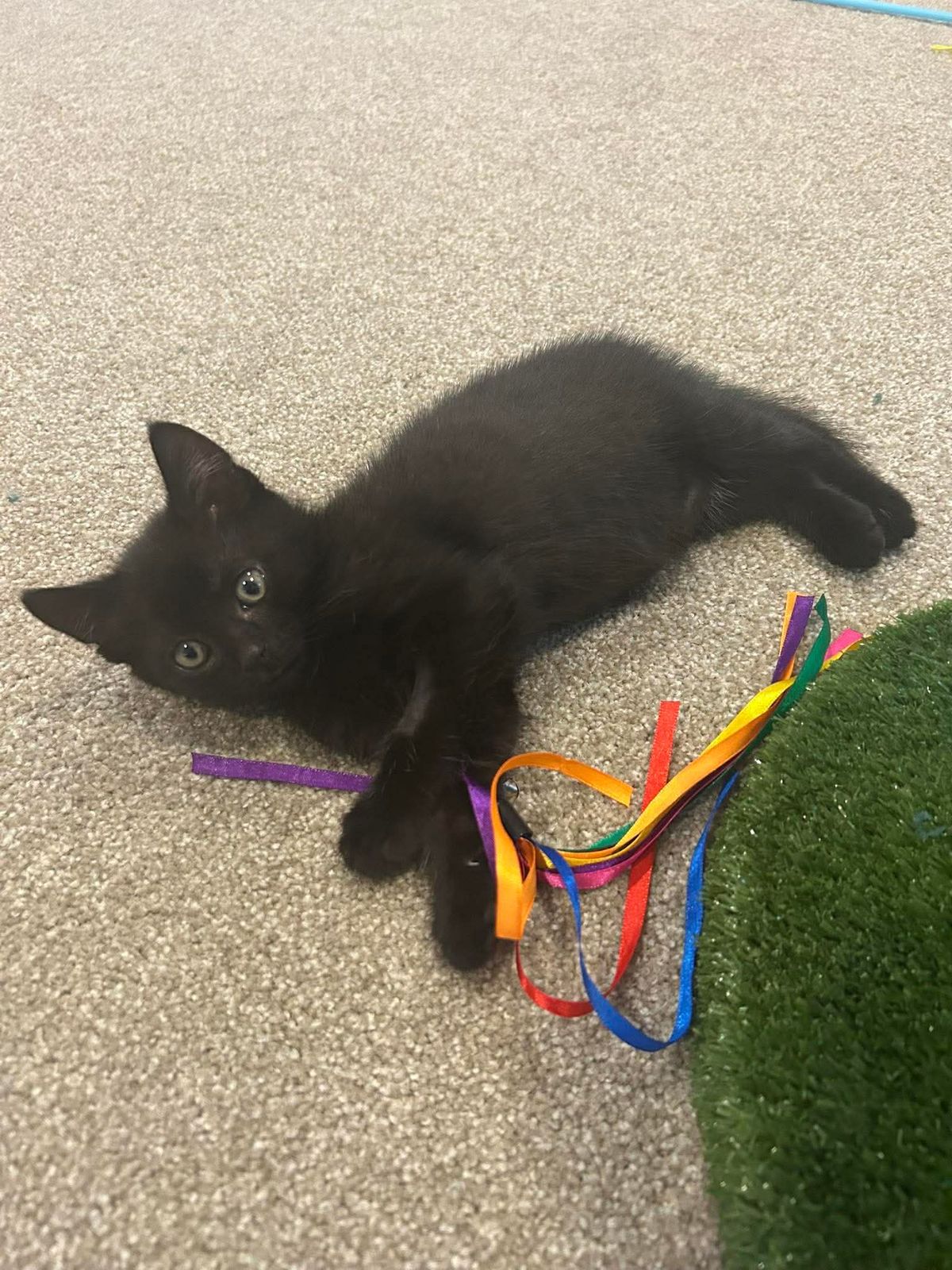 Gallery image: Teddy