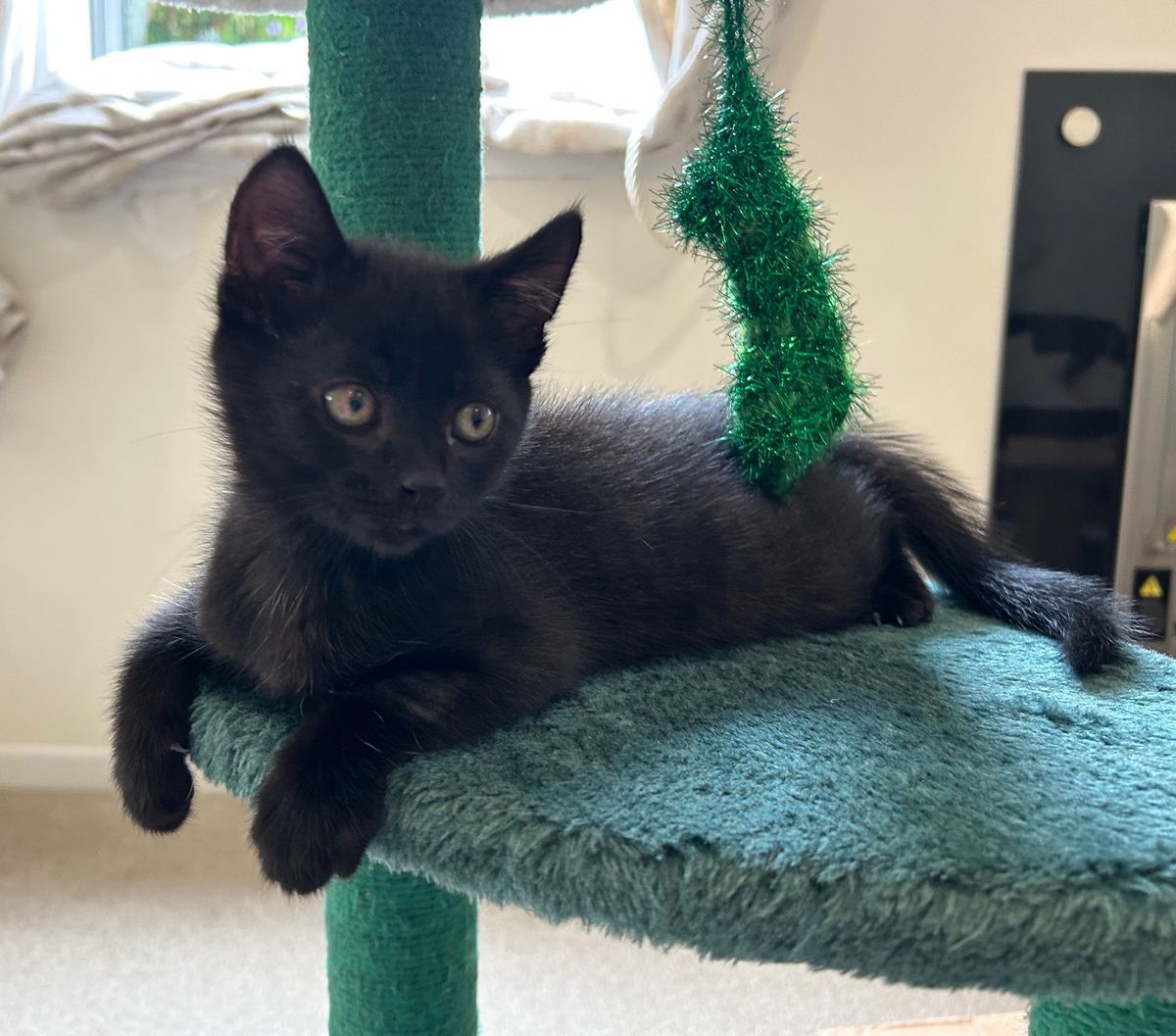 Gallery image: Teddy