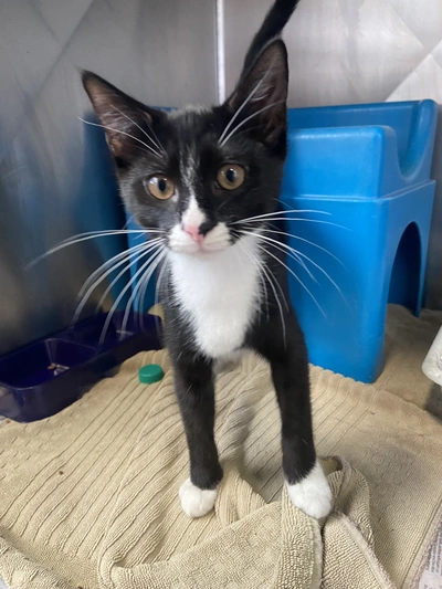 Chives - Domestic Short Hair