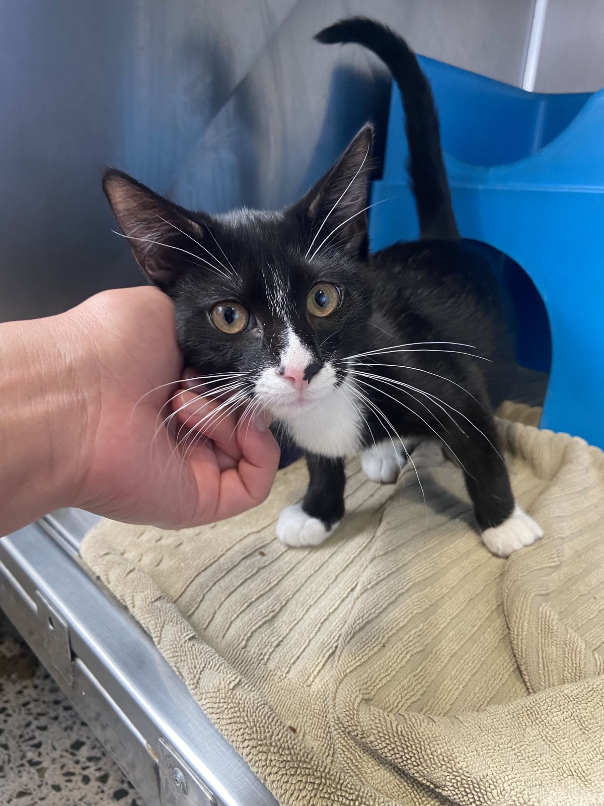 Gallery image: Chives