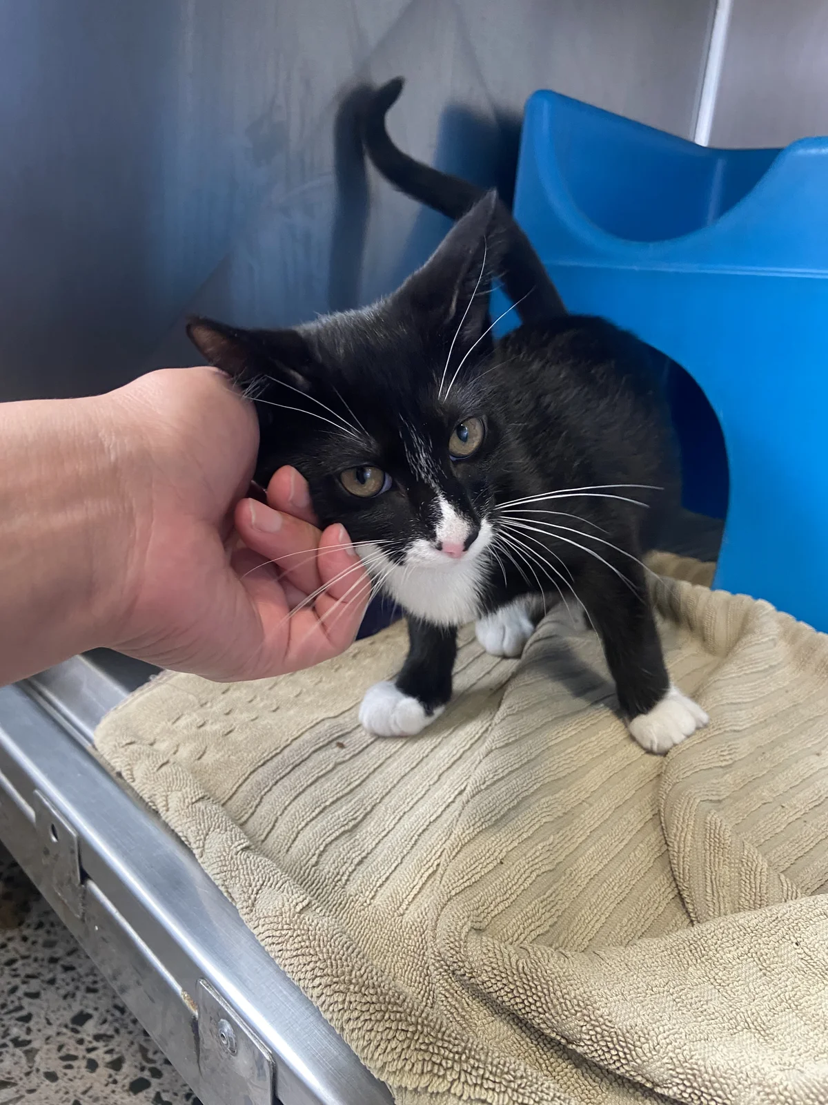 Gallery image: Chives