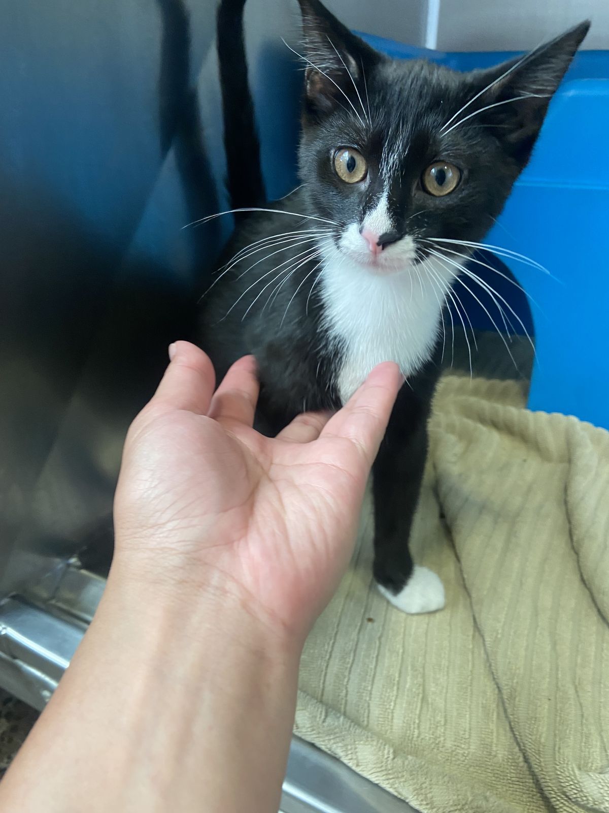 Gallery image: Chives