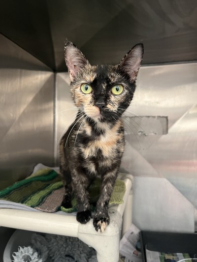 Honey - Domestic Short Hair