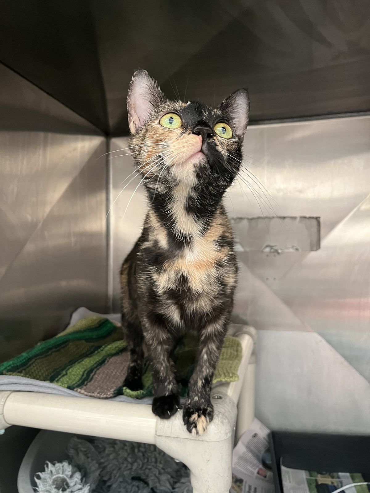 Gallery image: Honey