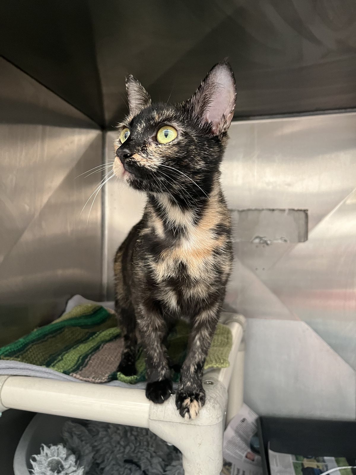 Gallery image: Honey