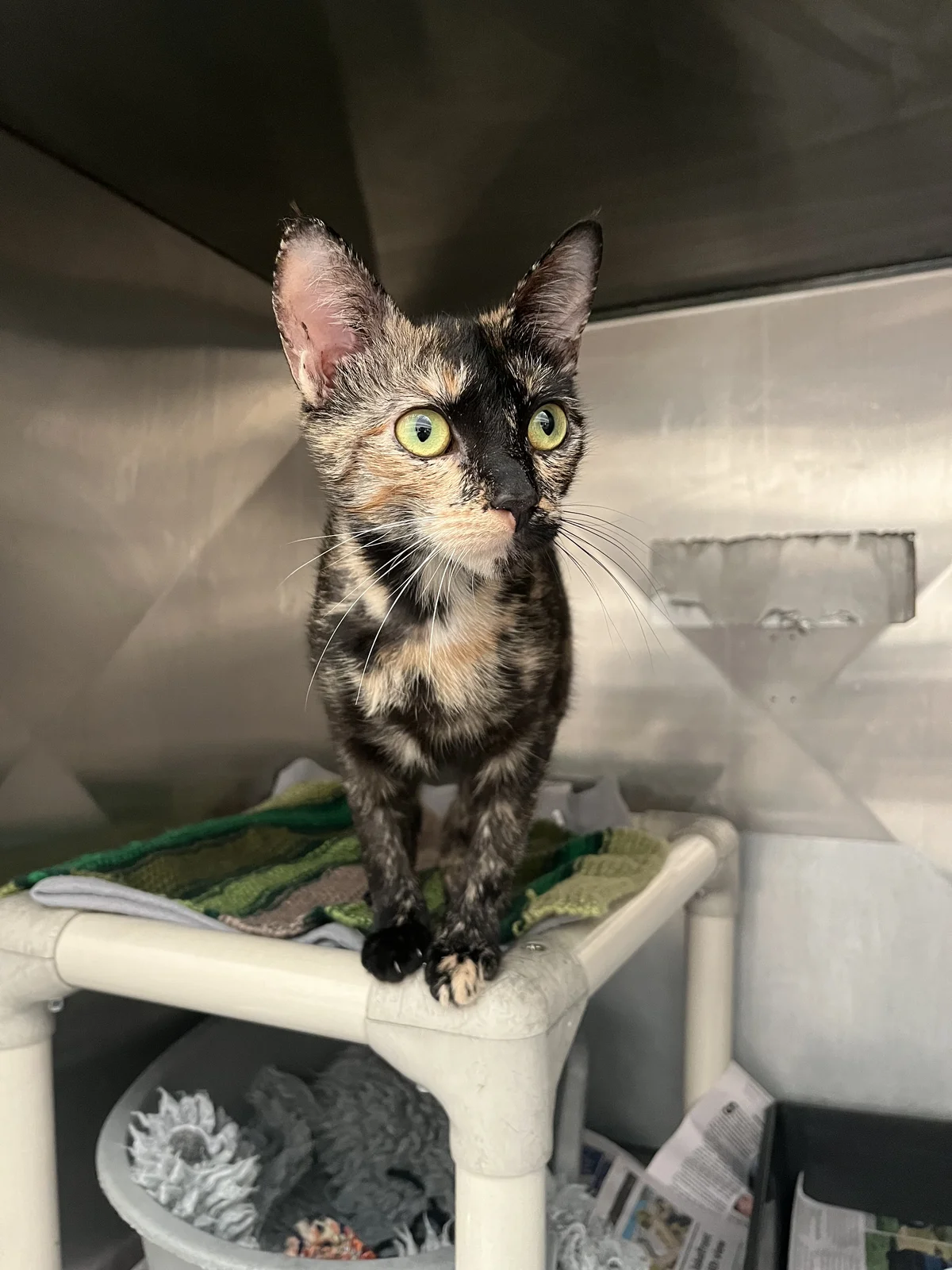 Gallery image: Honey