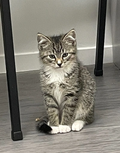 Archer  - Domestic Short Hair