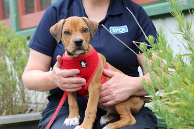 Tinsel - American Staffy