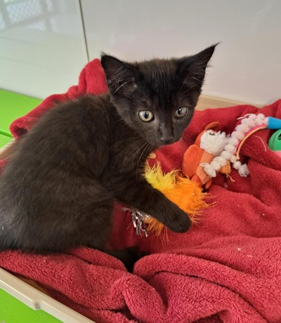 Jinx - Domestic Short Hair