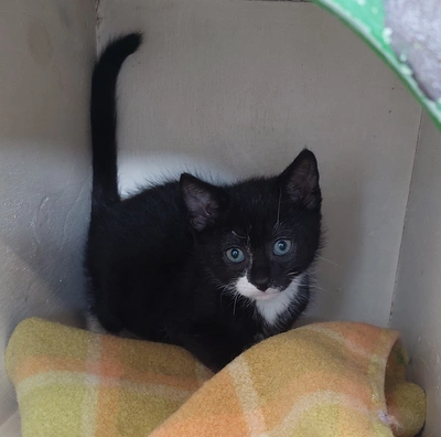 Rex - Domestic Short Hair