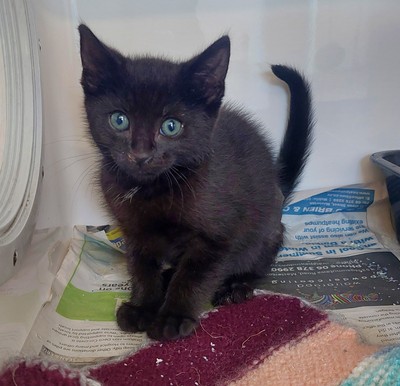 Nix - Domestic Short Hair