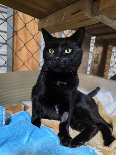 Malik - Domestic Short Hair