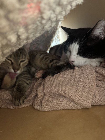 Henry - Domestic Short Hair