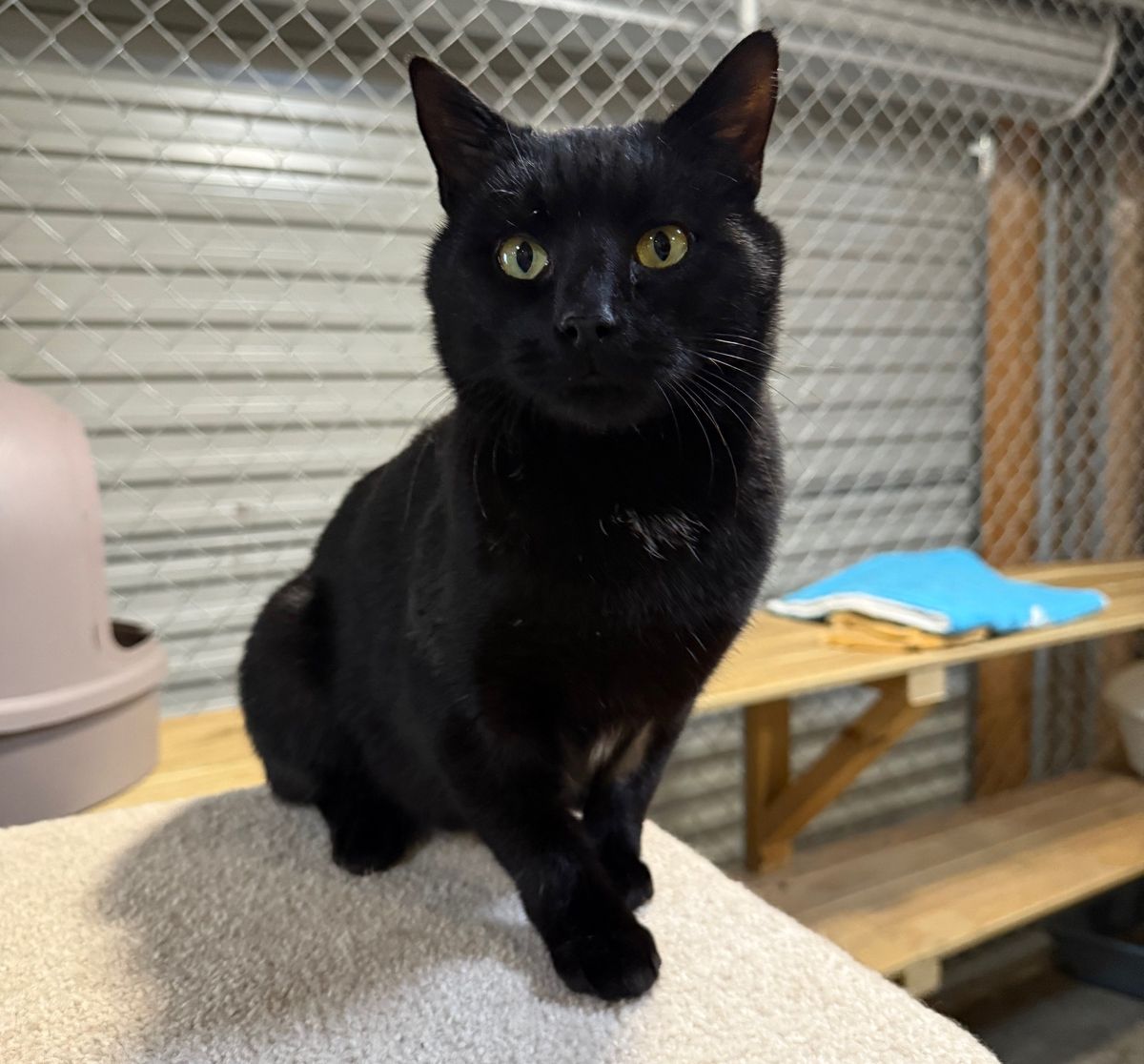 Gallery image: Malik