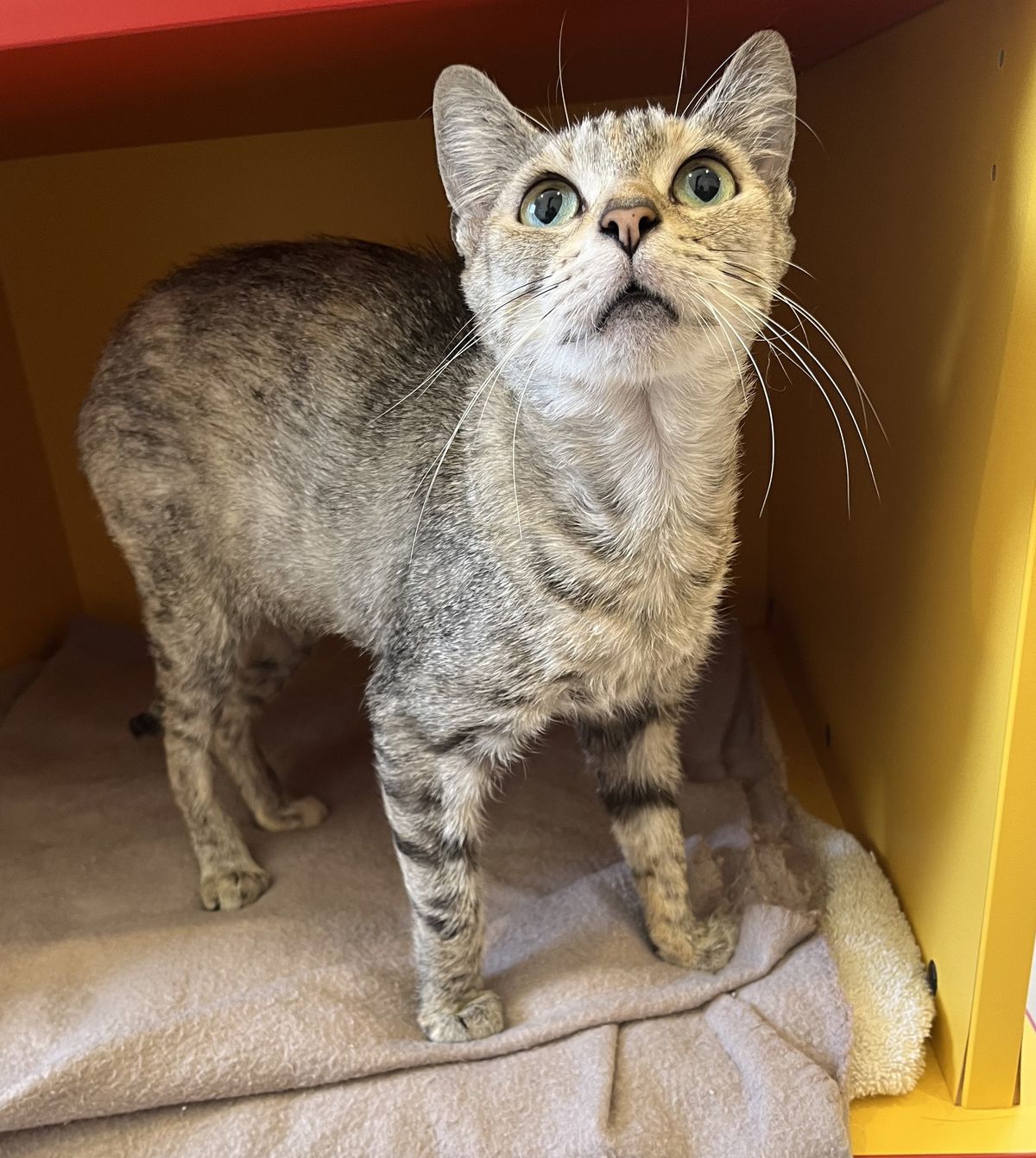 Gallery image: Tolly